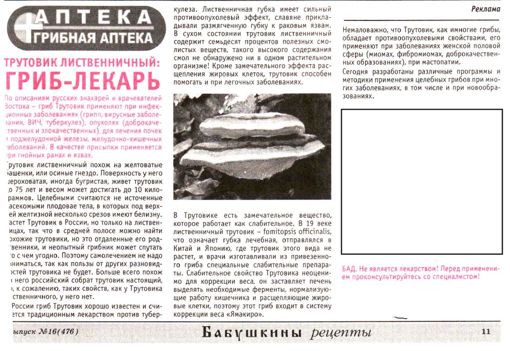 Трутовик лиственичный  (рубленный кусочками) 100г в Барнауле